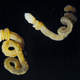 Illustration for article titled Ancient Penis-Headed Worm Pushes Fossil Record Back 200 Million Years